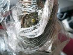 为什么榔榆下山桩发芽了 还是不活 图片