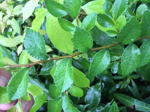 榔榆下山桩和家榔榆有什么区别 图片