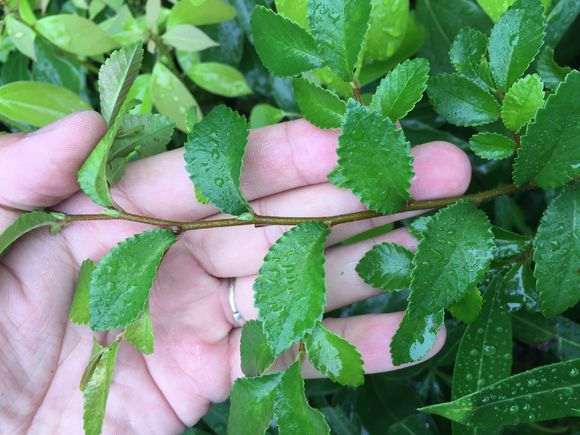 榔榆下山桩和家榔榆有什么区别 图片