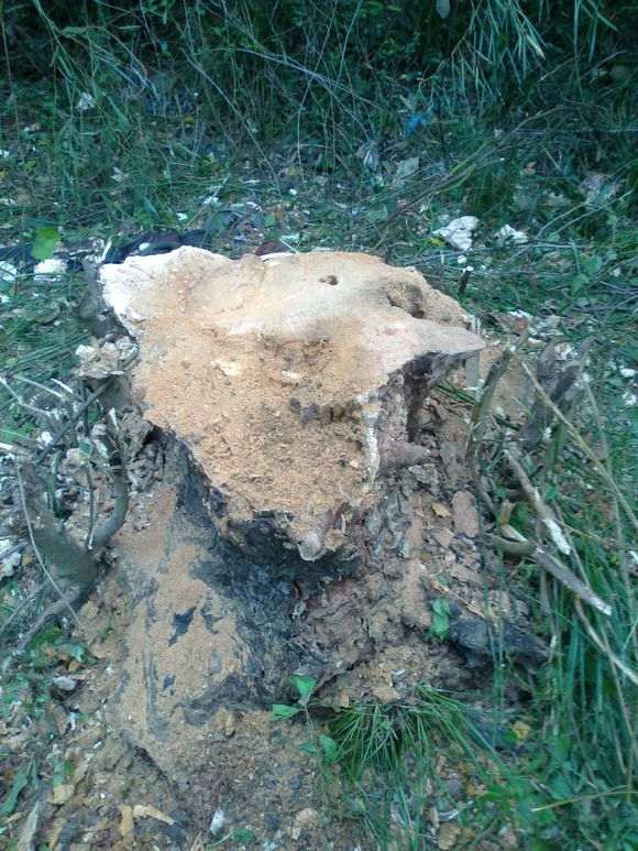 不是说榔榆下山桩要长几年 再挖吗 图片