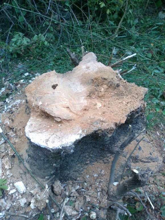 不是说榔榆下山桩要长几年 再挖吗 图片