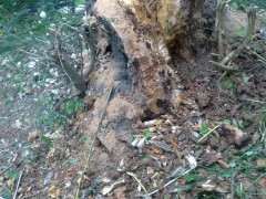 不是说榔榆下山桩要长几年 再挖吗 图片