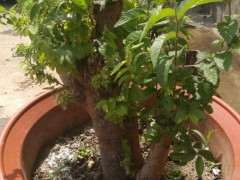 为什么淘宝上买的榔榆下山桩 难得养活