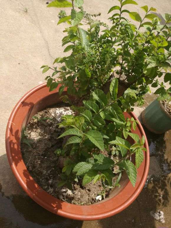 榔榆下山桩盆景用什么土最好 图片