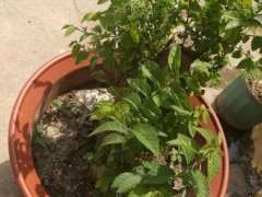 榔榆下山桩盆景用什么土最好 图片