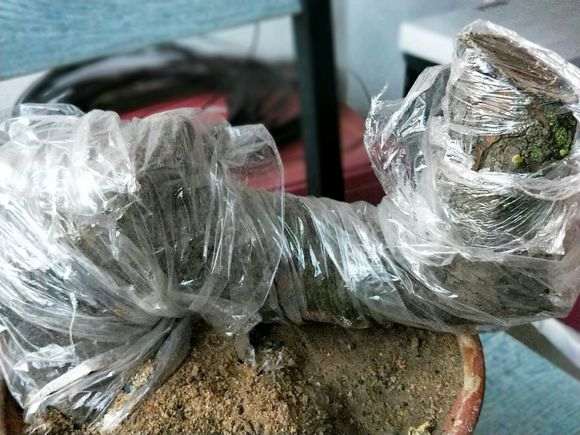 现在榔榆下山桩能栽成活不 图片