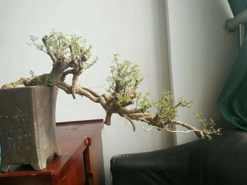 现在榔榆下山桩能栽成活不 图片