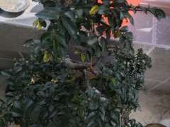 榔榆下山桩好多黄叶 怎么办 图片