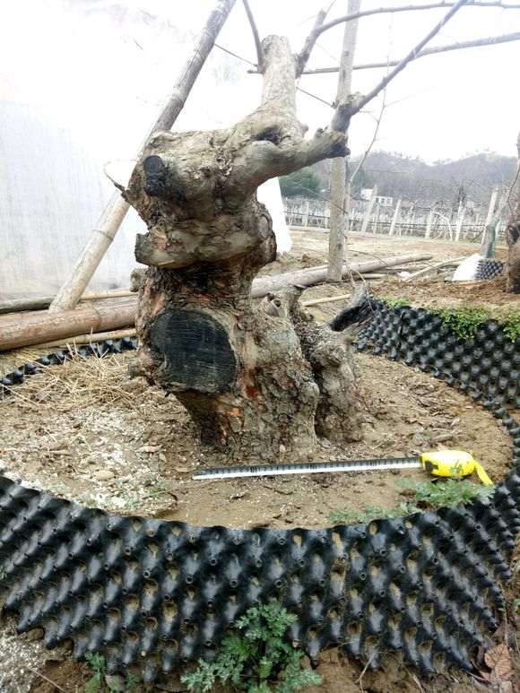 榔榆下山桩熟桩600元 买贵了吗 图片
