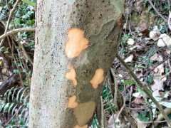 为什么榔榆下山桩发芽前挖最好 图片