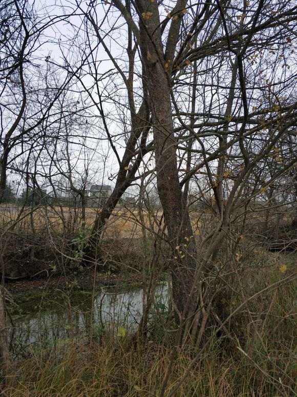 为什么大榔榆下山桩 挖后没有价值 图片