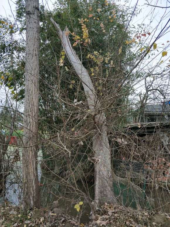 为什么大榔榆下山桩 挖后没有价值 图片