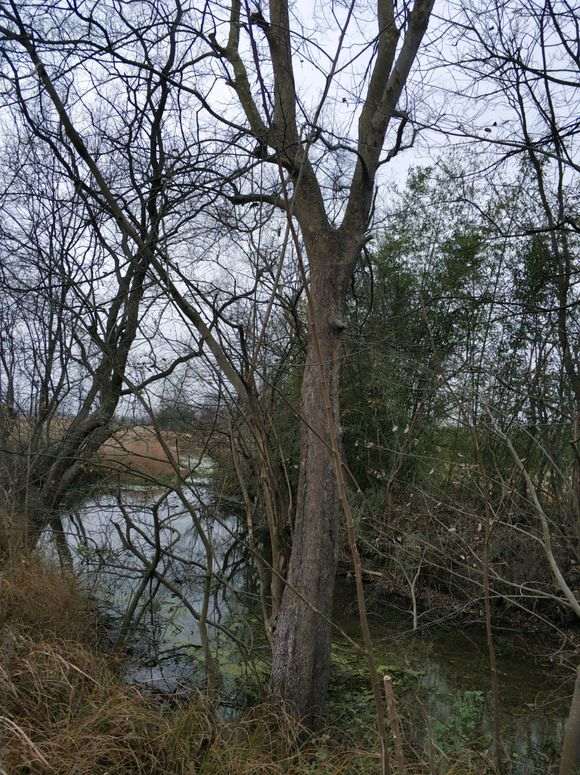 为什么大榔榆下山桩 挖后没有价值 图片