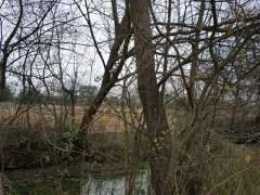 为什么大榔榆下山桩 挖后没有价值 图片