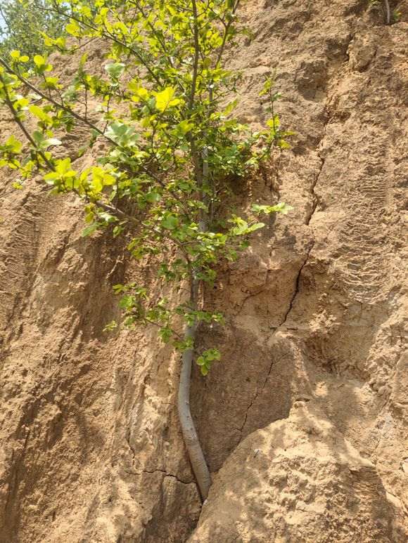 为什么榔榆的生桩跟熟桩的差别大 图片