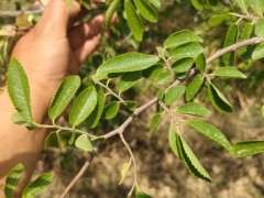 为什么榔榆的生桩跟熟桩的差别大 图片