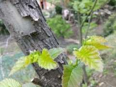 为什么榔榆下山桩发芽后 会叶子大 图片