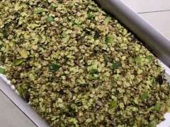 榔榆下山桩种子 收集了一些 可以吗 图片