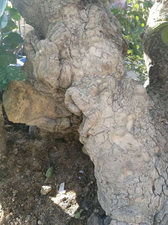 山东分布的几种榔榆下山桩对比 图片