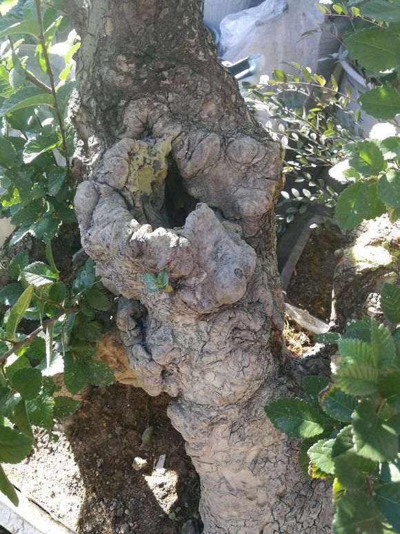 山东分布的几种榔榆下山桩对比 图片