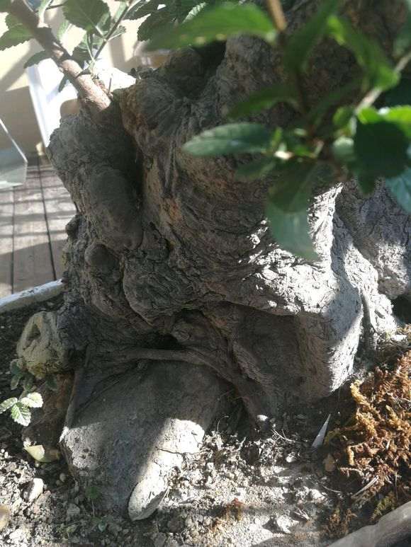 山东分布的几种榔榆下山桩对比 图片