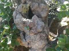 山东分布的几种榔榆下山桩对比 图片