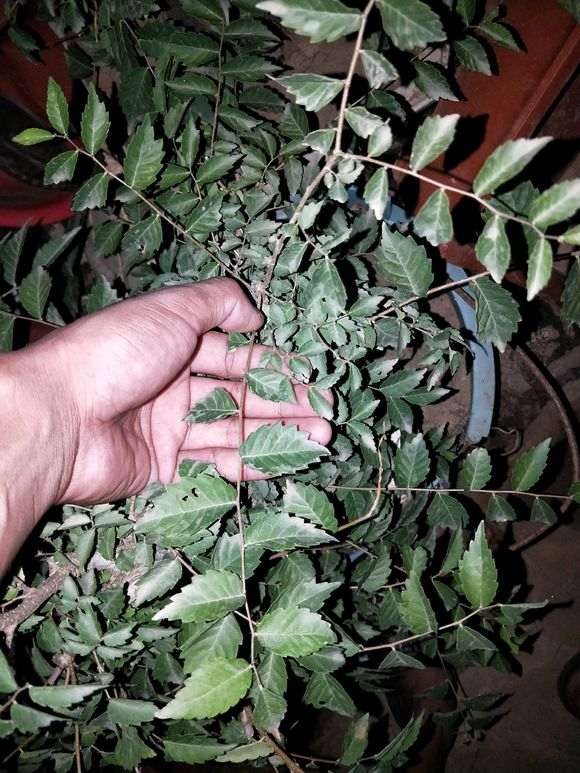 怎么通过大叶和小叶区分榔榆下山桩 图片