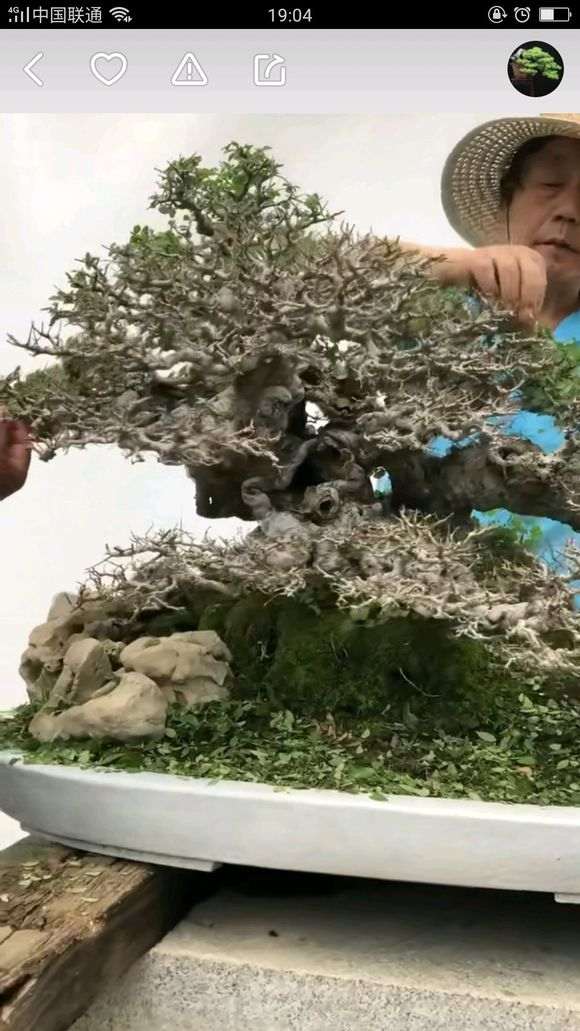 为什么榔榆下山桩叶比花皮榆差好多 图片