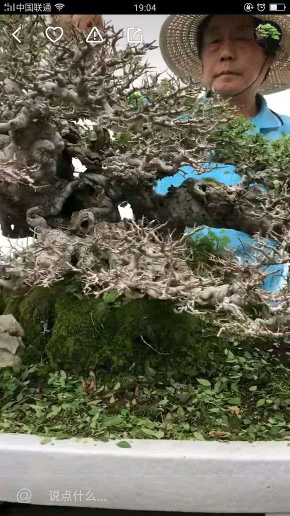 为什么榔榆下山桩叶比花皮榆差好多 图片