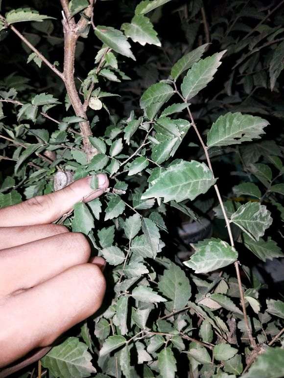 为什么榔榆下山桩叶比花皮榆差好多 图片