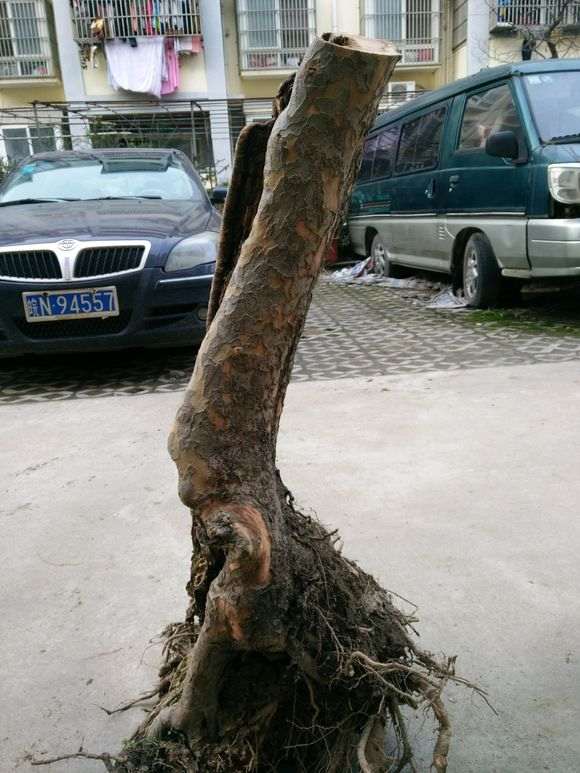 为什么这才是正宗榔榆下山桩 图片