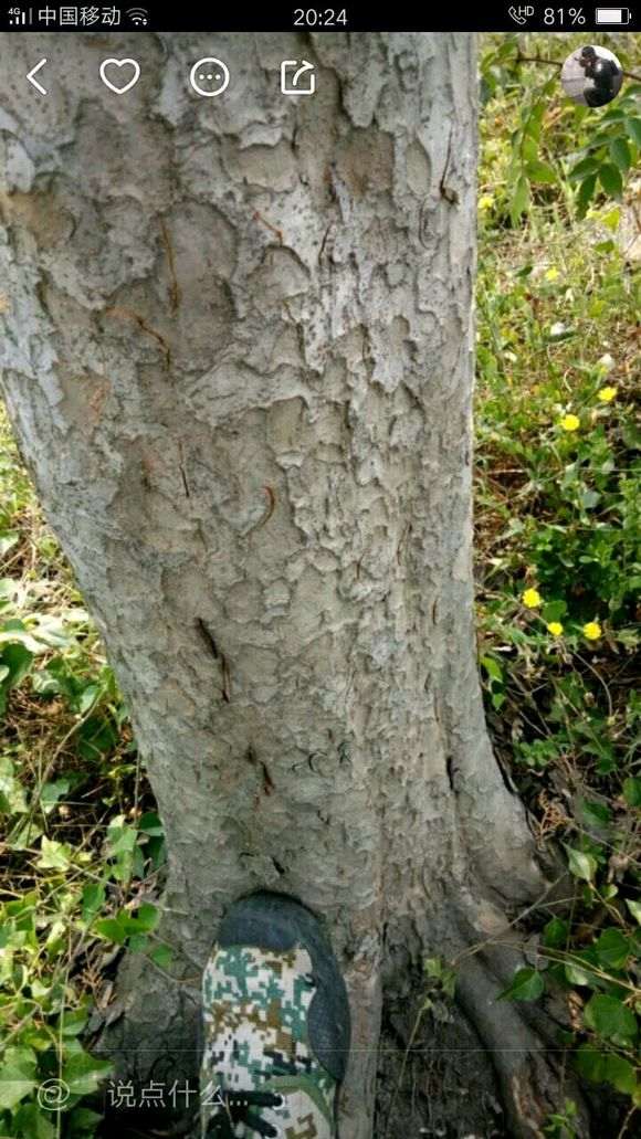 为什么这才是正宗榔榆下山桩 图片