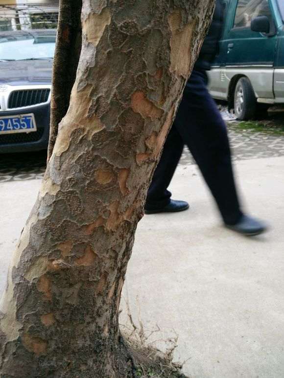 为什么这才是正宗榔榆下山桩 图片