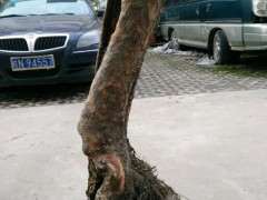 为什么这才是正宗榔榆下山桩 图片