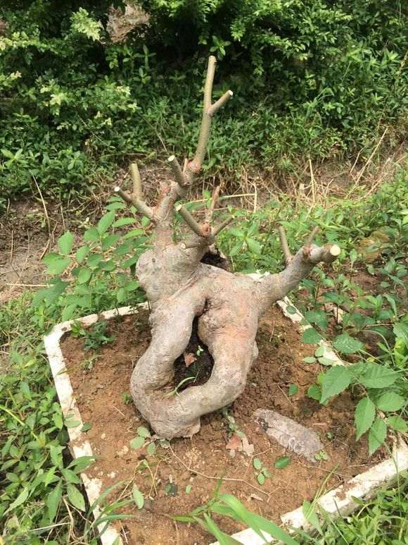 这是大叶榔榆下山桩 还是朴树 图片