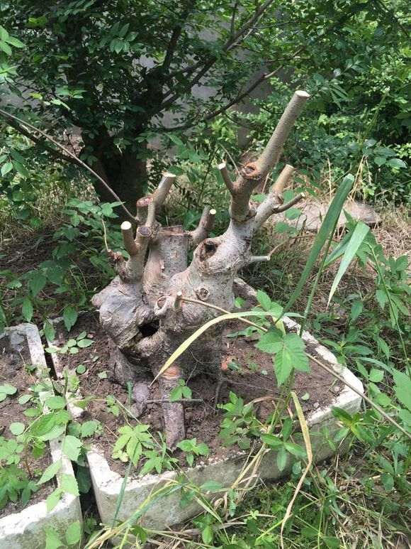 这是大叶榔榆下山桩 还是朴树 图片