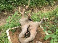 这是大叶榔榆下山桩 还是朴树 图片