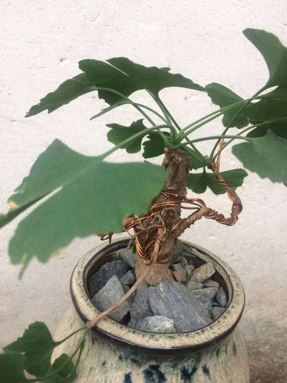 为什么这是榉树,不是榆树下山桩 图片