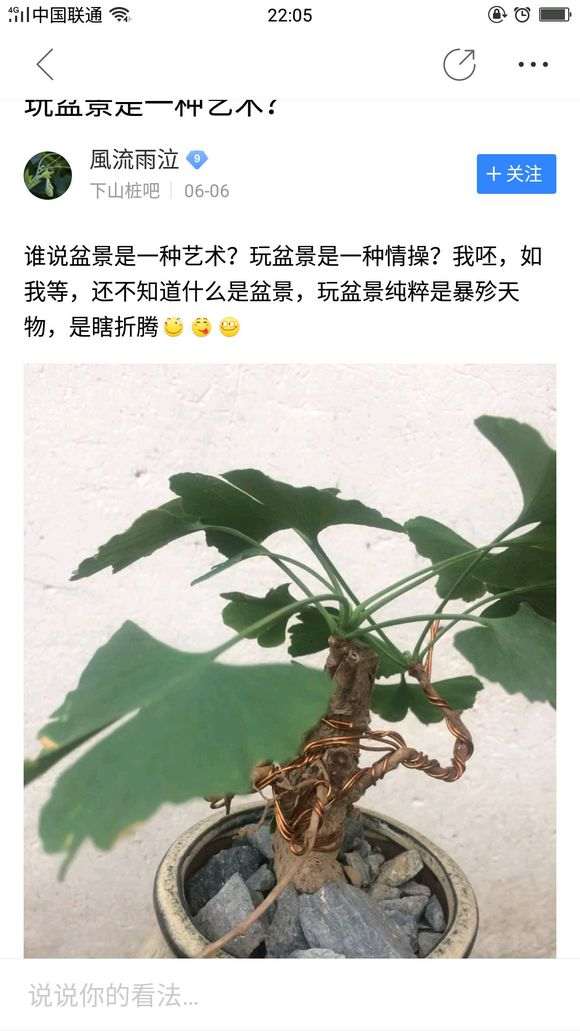 为什么这是榉树,不是榆树下山桩 图片