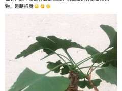 为什么这是榉树 不是榆树下山桩 图片