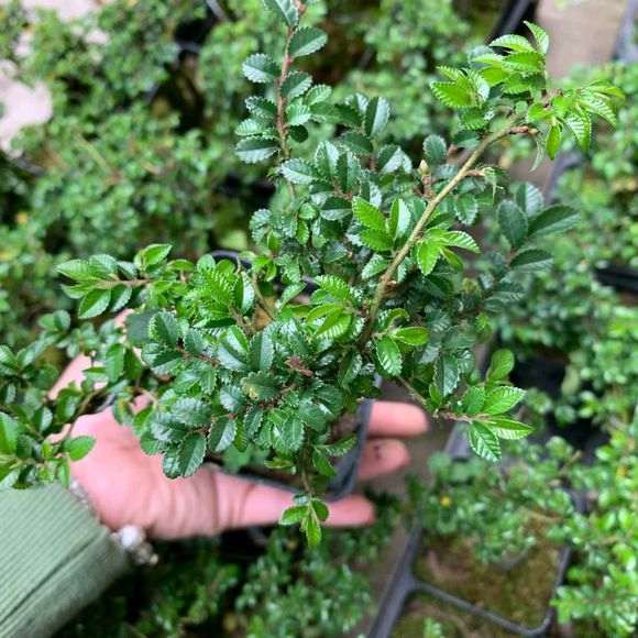 为什么花皮榆 不是榔榆下山桩 图片