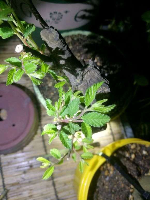 为什么花皮榆 不是榔榆下山桩 图片