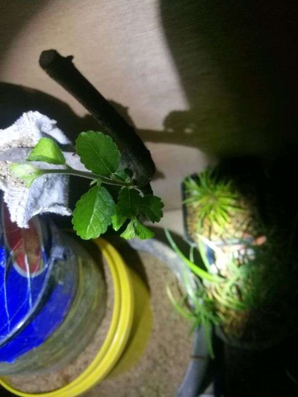 为什么花皮榆 不是榔榆下山桩 图片