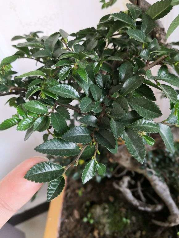 为什么榔榆下山桩的叶子越养越大 图片