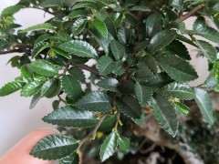 为什么榔榆下山桩的叶子越养越大 图片