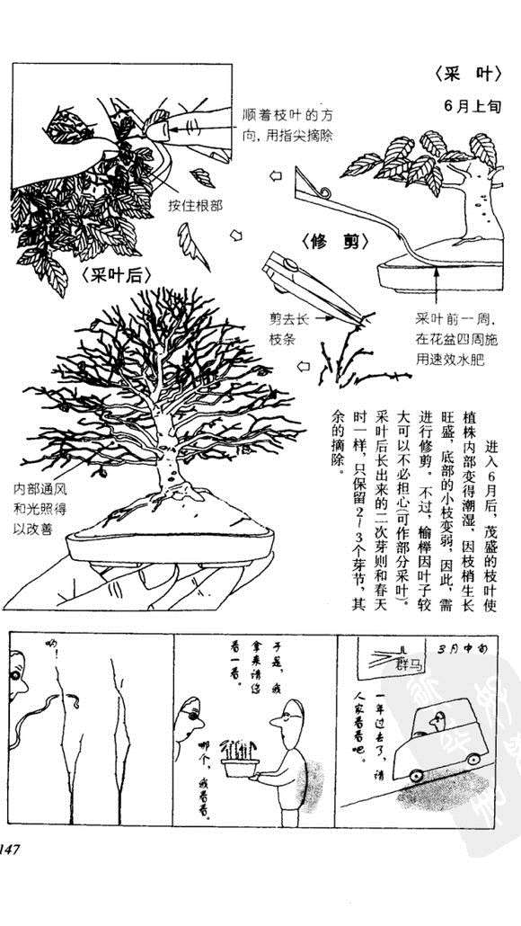 为什么我的榔榆下山桩叶子这么小 图片