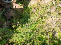 为什么我的榔榆下山桩叶子这么小 图片