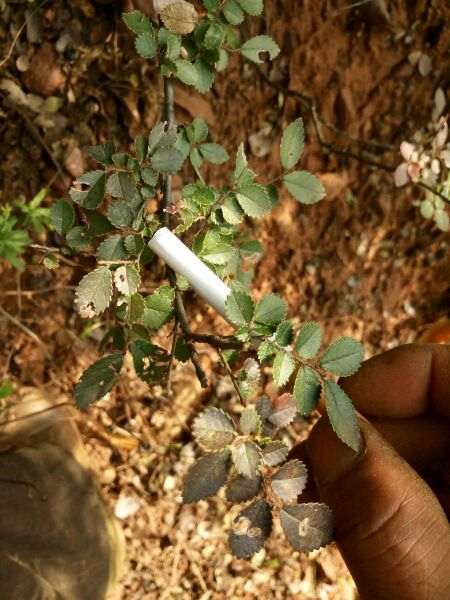 榔榆下山桩和榉树 到底有什么区别 图片