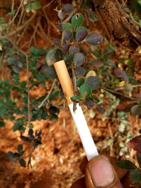 榔榆下山桩和榉树 到底有什么区别 图片