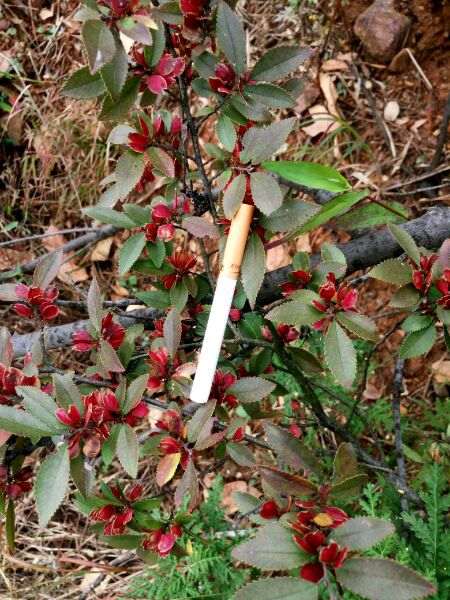 榔榆下山桩和榉树 到底有什么区别 图片